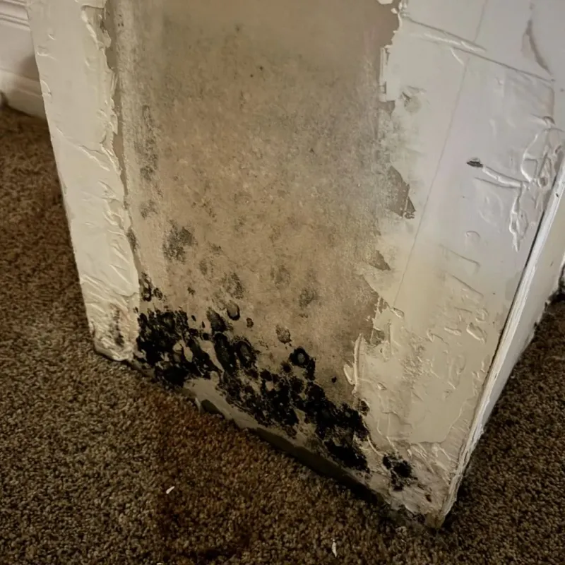 Professional Mold Removal in West Longview, WA